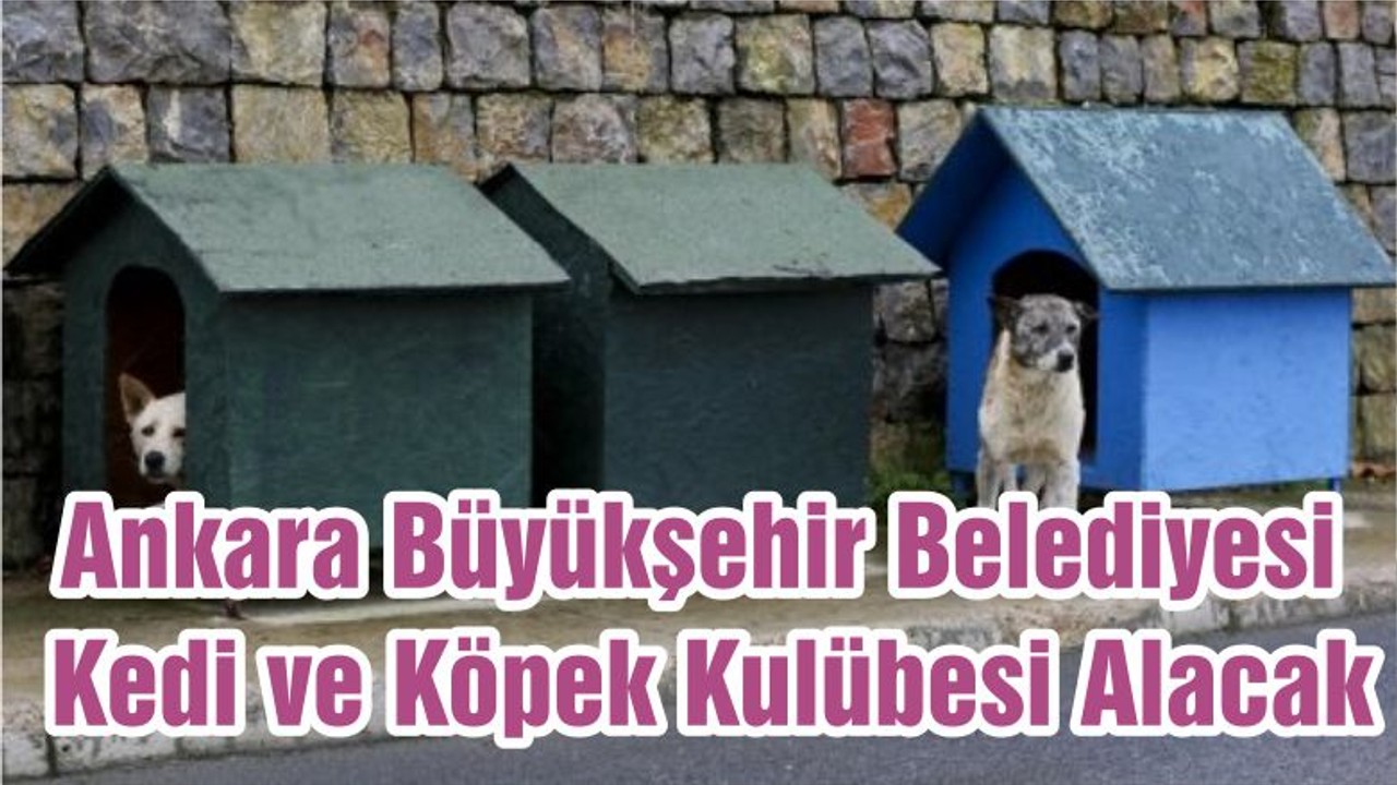 Ankara Büyükşehir Belediyesi Kedi ve Köpek Kulübesi Alacak
