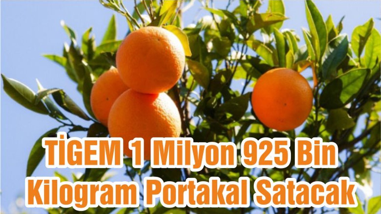 TİGEM 1 Milyon 925 Bin Kilogram Portakal Satacak