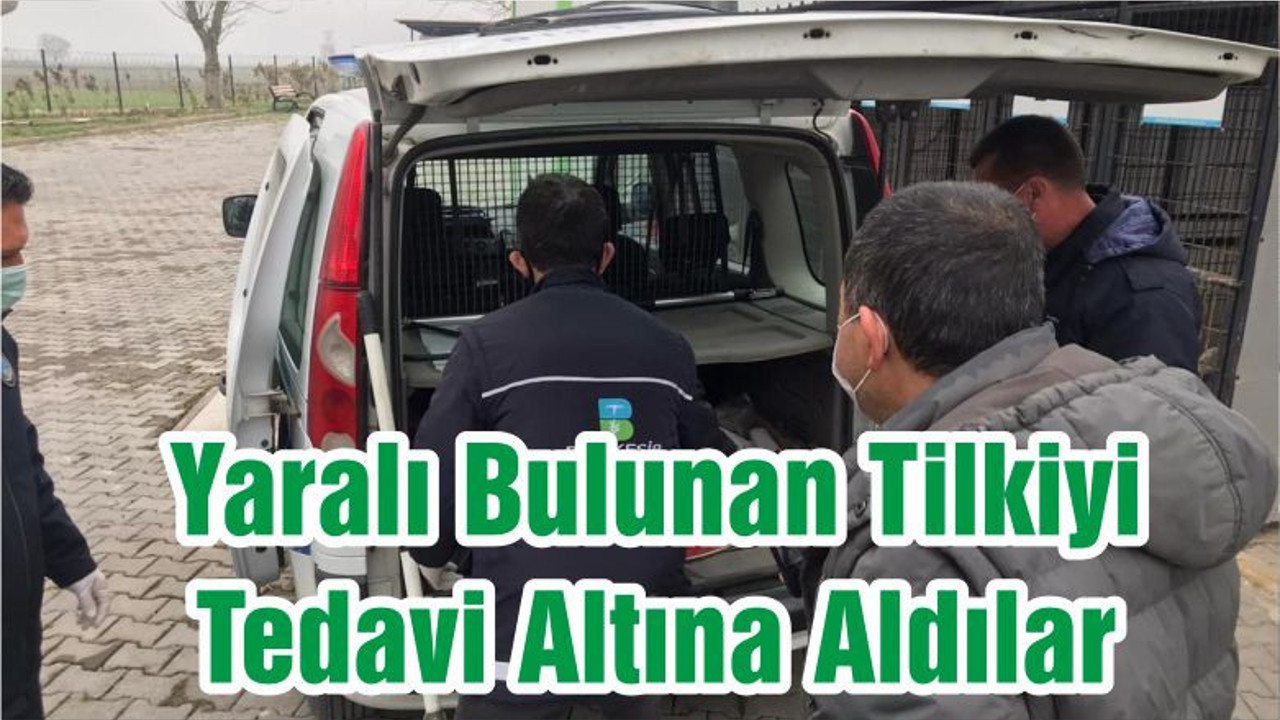 Yaralı Bulunan Tilkiyi Tedavi Altına Aldılar