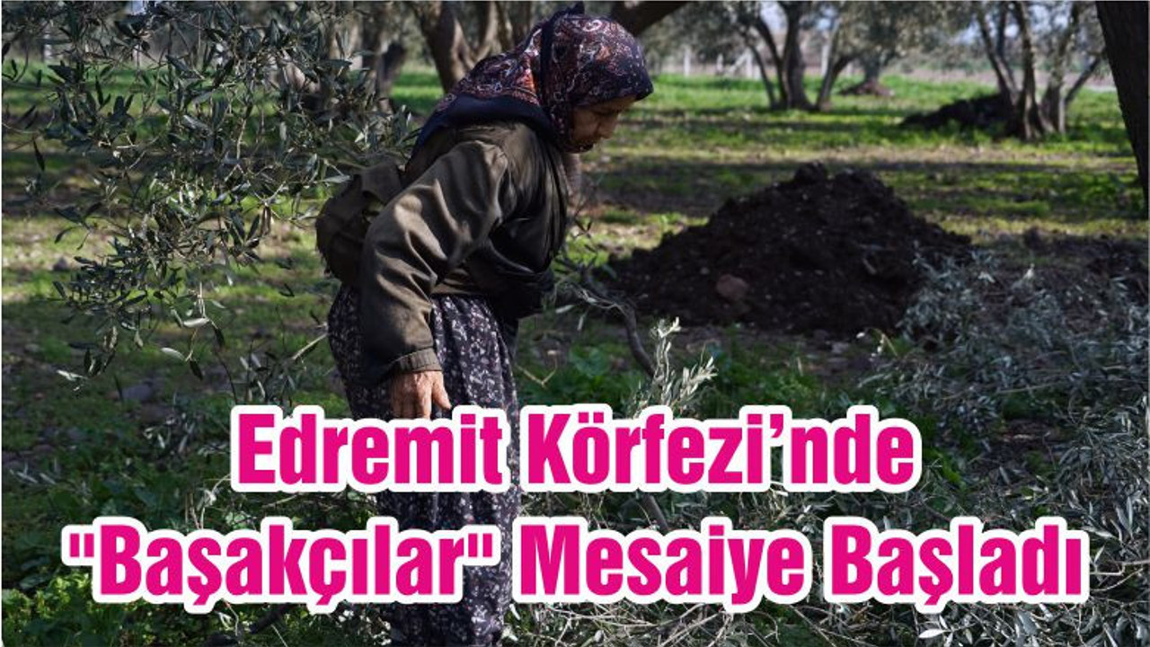 Edremit Körfezi’nde "Başakçılar" Mesaiye Başladı