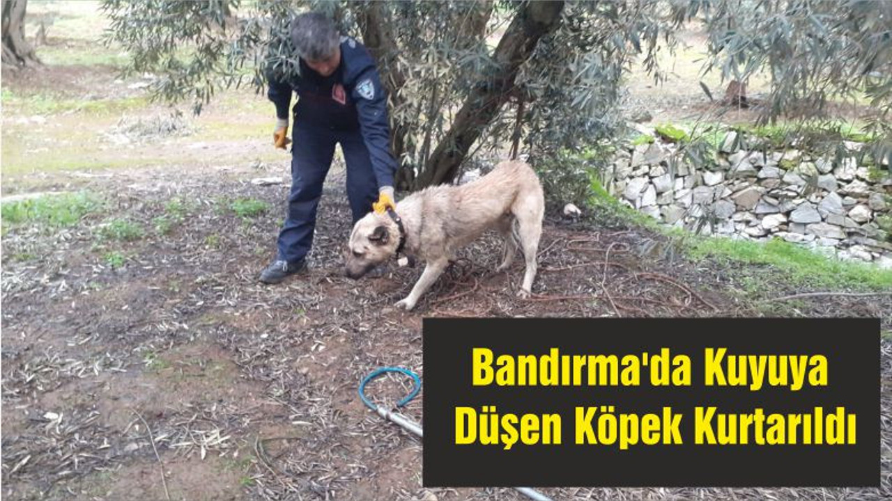 Bandırma'da Kuyuya Düşen Köpek Kurtarıldı
