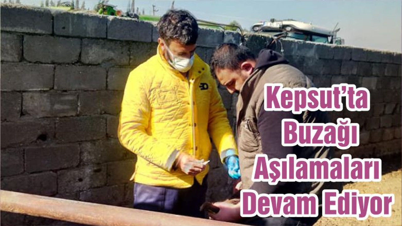 Kepsut’ta Buzağı Aşılamaları Devam Ediyor