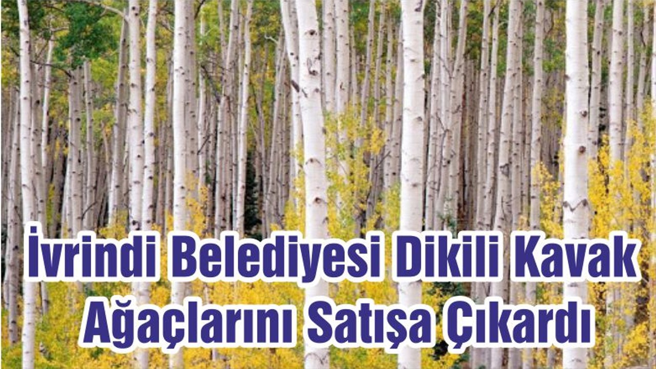 İvrindi Belediyesi Dikili Kavak Ağaçlarını Satışa Çıkardı
