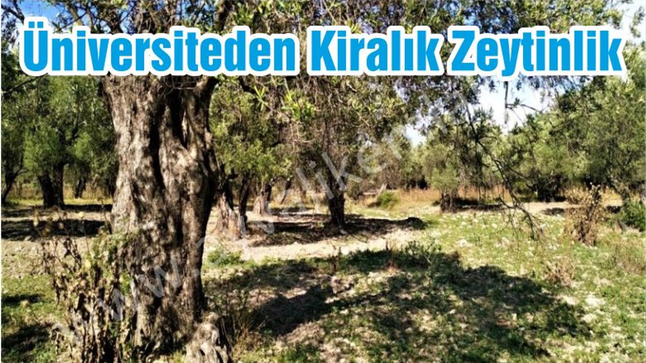 Üniversiteden Kiralık Zeytinlik