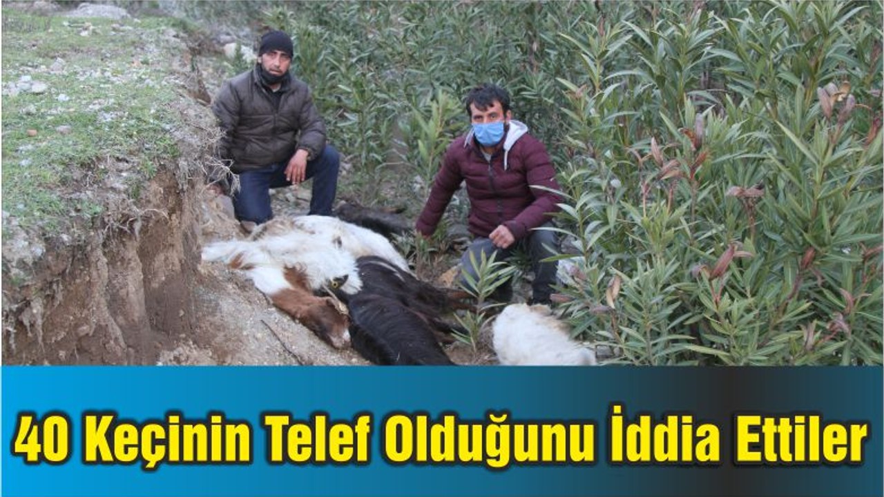 Ayvalık'ta 40 Keçinin Telef Olduğunu İddia Ettiler