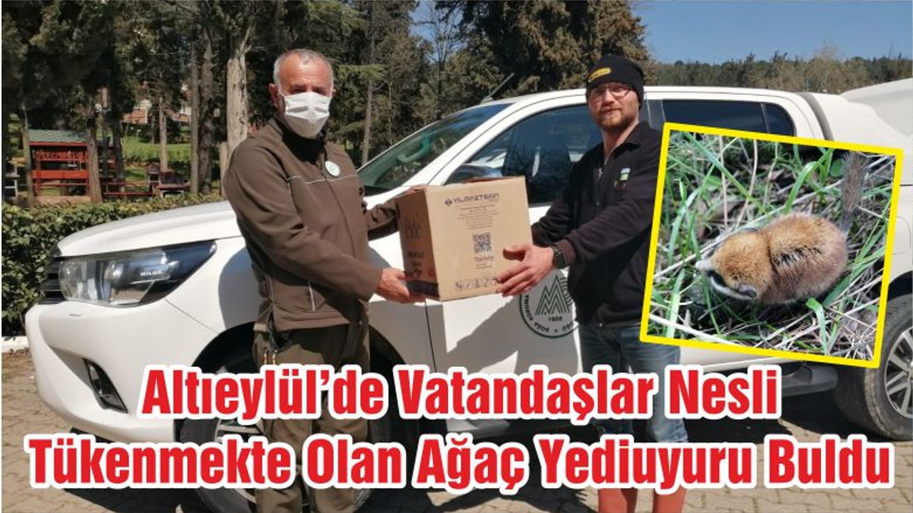 Altıeylül’de Vatandaşlar Nesli Tükenmekte Olan Ağaç Yediuyuru Buldu