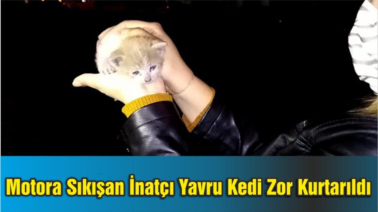 Otomobilin Motoruna Sıkışan İnatçı Yavru Kedi Zor Kurtarıldı