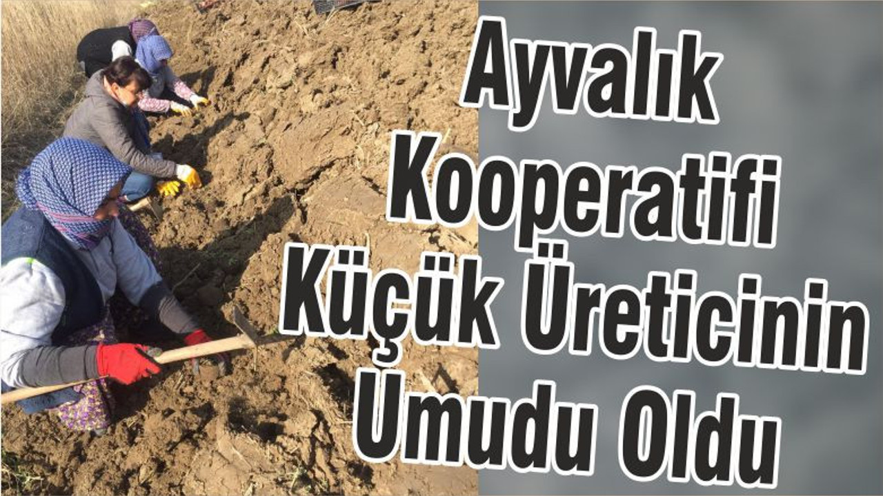 Ayvalık Kooperatifi Küçük Üreticinin Umudu Oldu