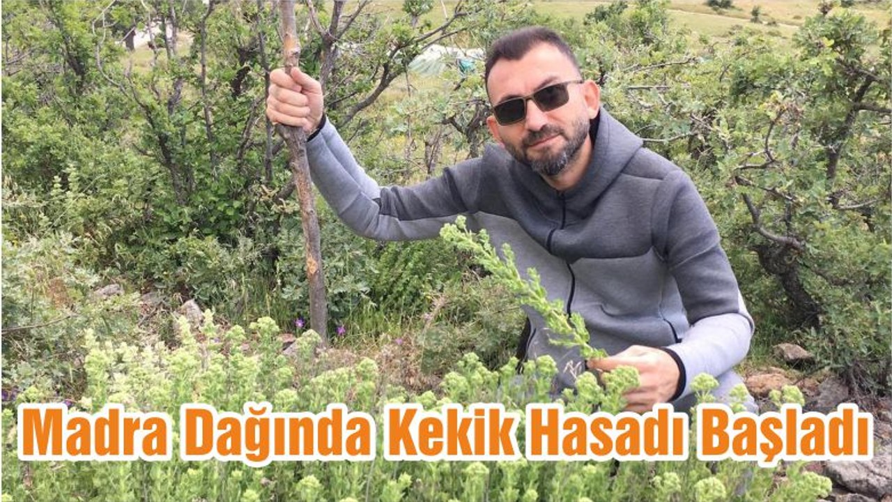 Madra Dağında Kekik Hasadı Başladı