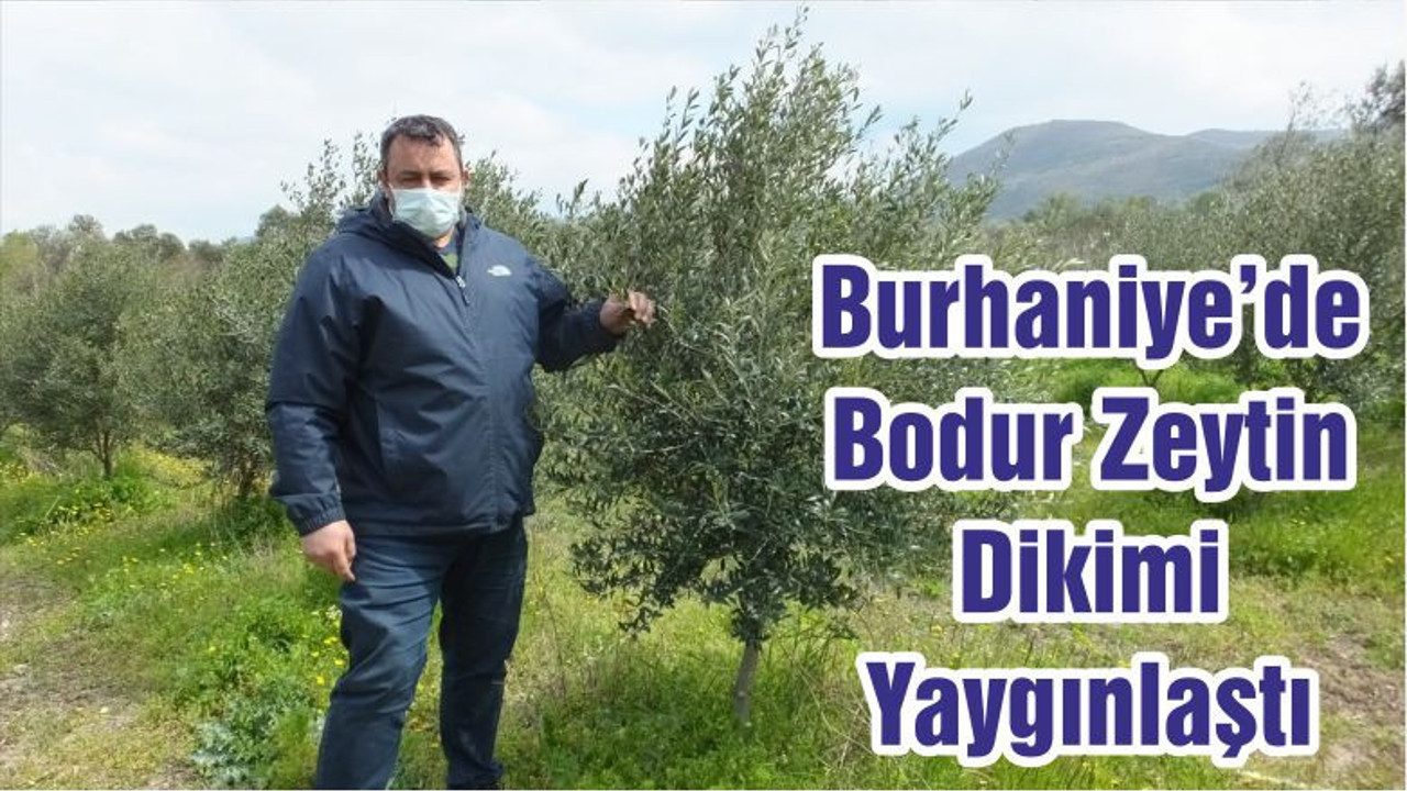 Burhaniye’de Bodur Zeytin Dikimi Yaygınlaştı