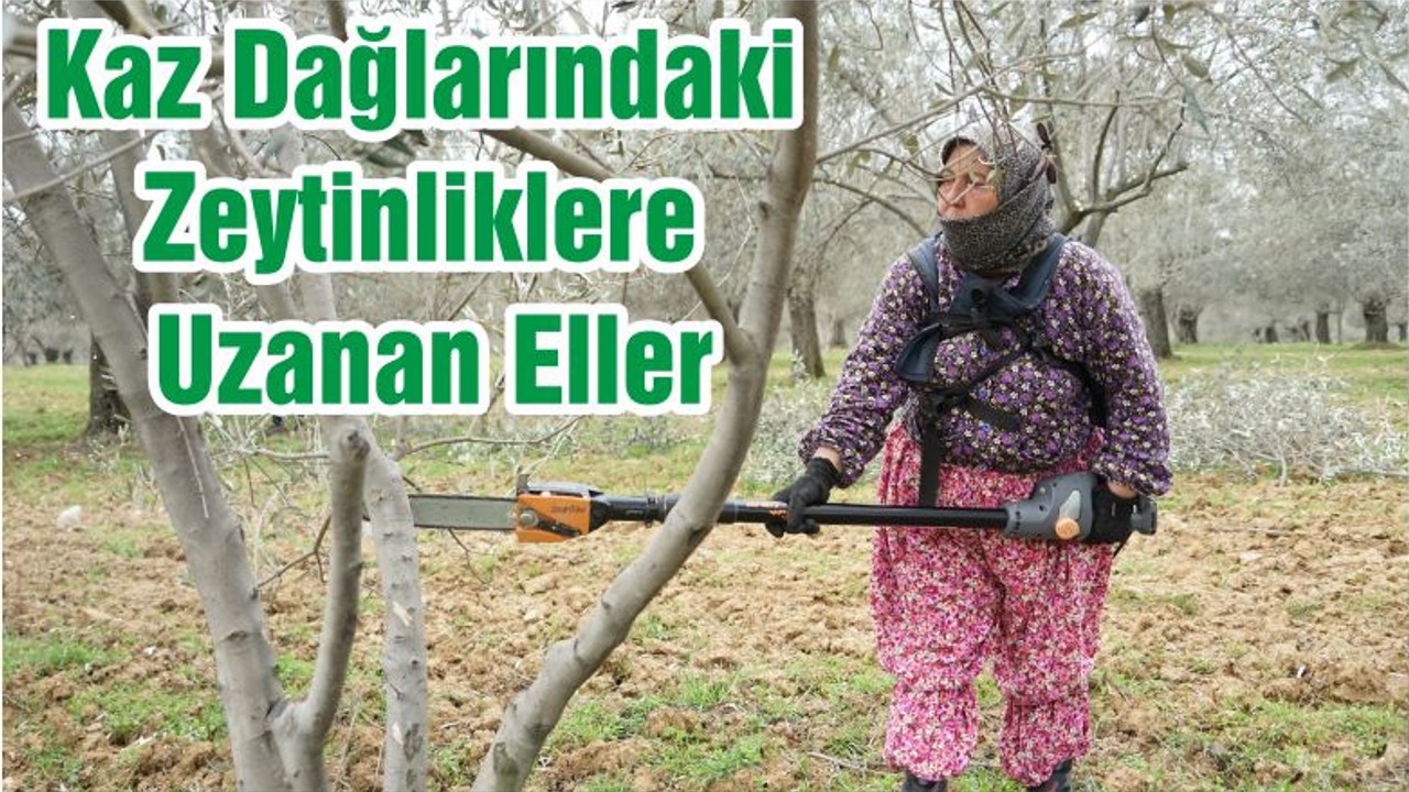 Kaz Dağlarındaki Zeytinliklere Uzanan Eller