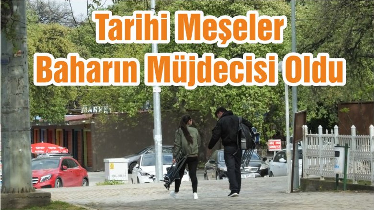 Tarihi Meşeler Baharın Müjdecisi Oldu