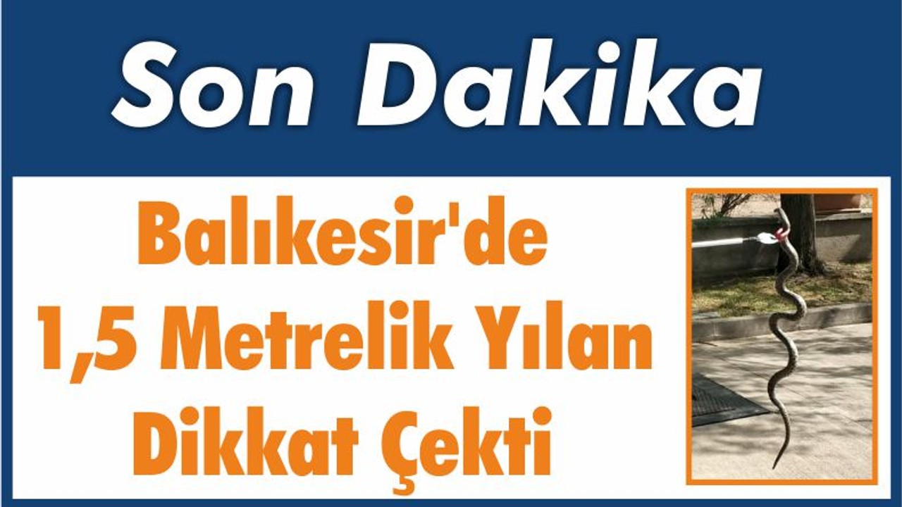 Balıkesir'de 1,5 Metrelik Yılan Dikkat Çekti