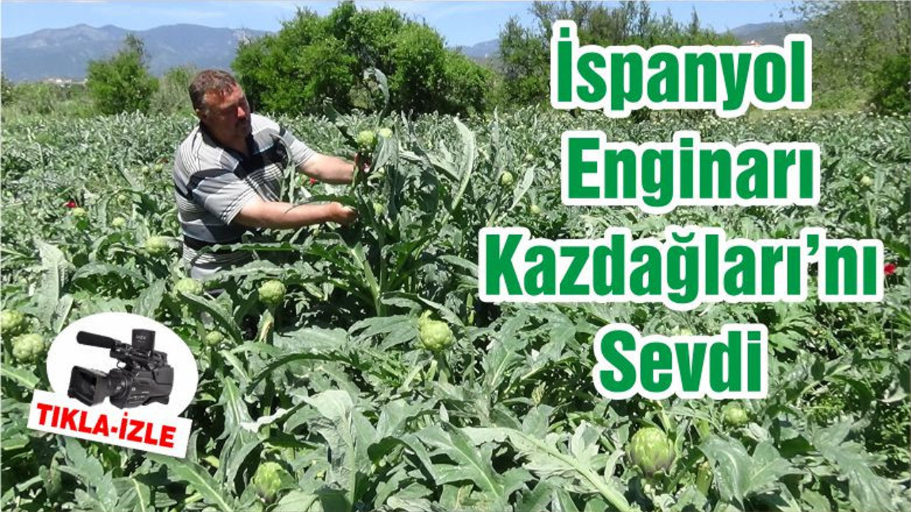 İspanyol Enginarı Kazdağları’nı Sevdi