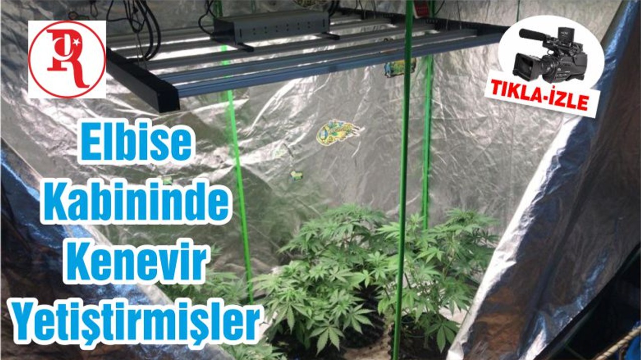 Elbise Kabininde Kenevir Yetiştirmişler