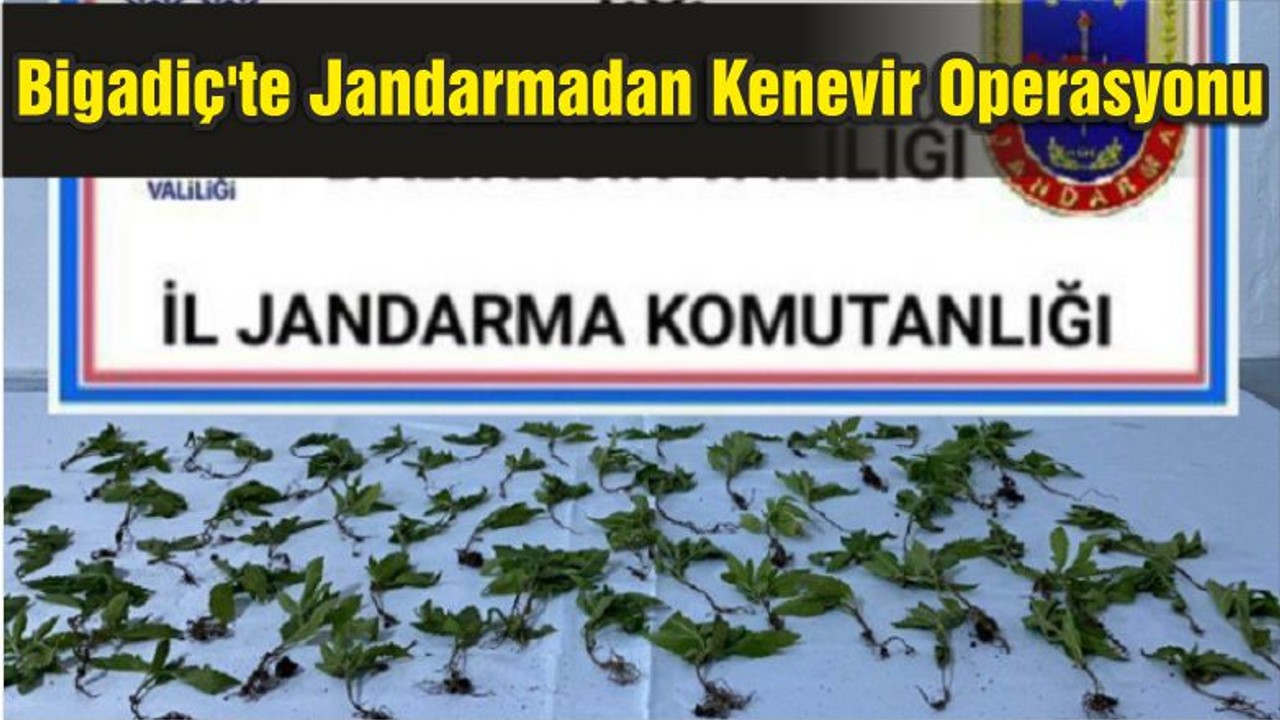 Bigadiç'te Jandarmadan Kenevir Operasyonu