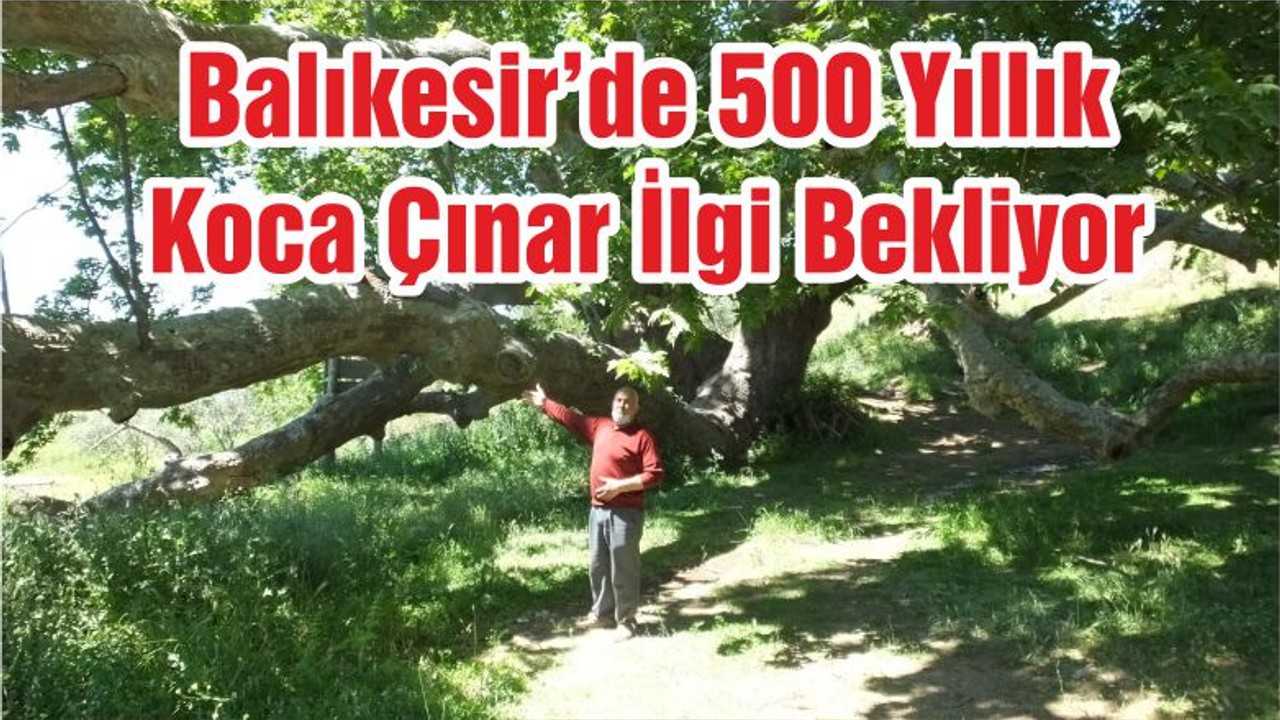 Balıkesir’de 500 Yıllık Koca Çınar İlgi Bekliyor