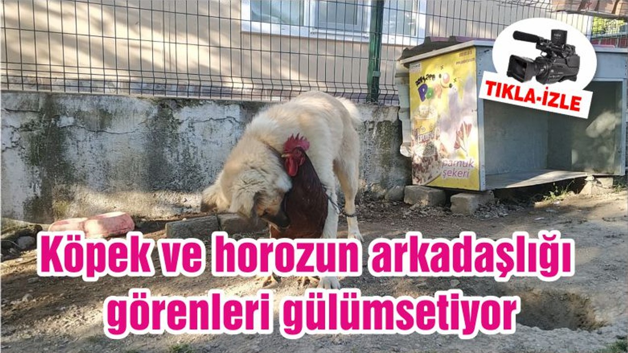 Balıkesir'de Köpek ve horozun arkadaşlığı görenleri gülümsetiyor