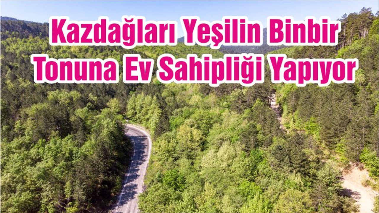 Kazdağları Yeşilin Binbir Tonuna Ev Sahipliği Yapıyor