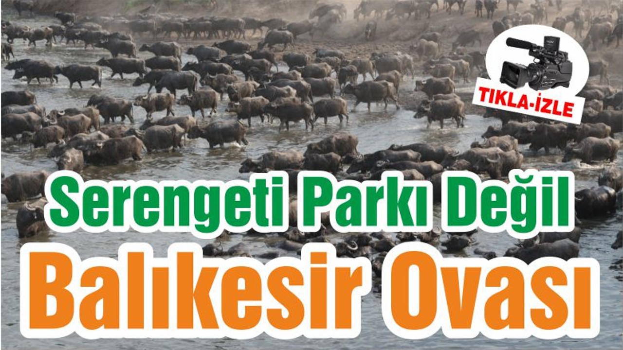 Serengeti Parkı Değil Balıkesir Ovası