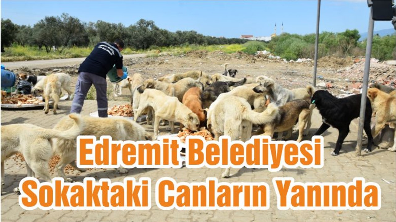 Edremit Belediyesi Sokaktaki Canların Yanında