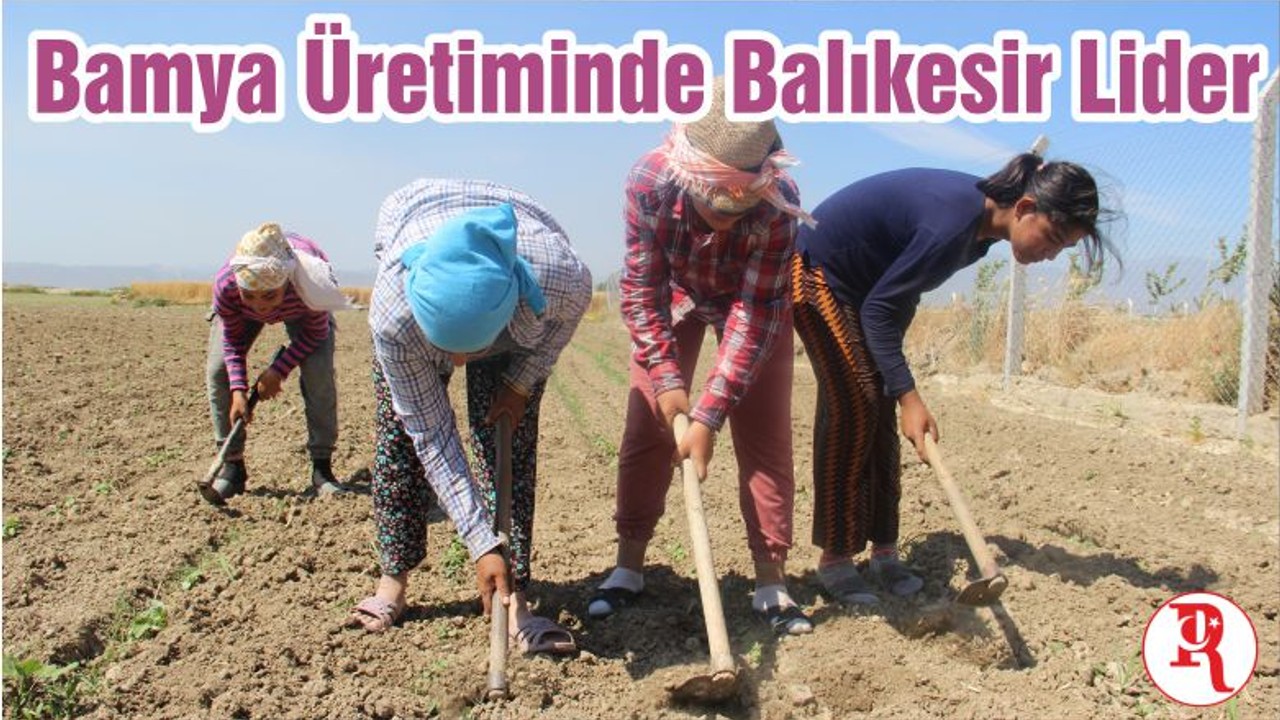 Bamya Üretiminde Balıkesir Lider