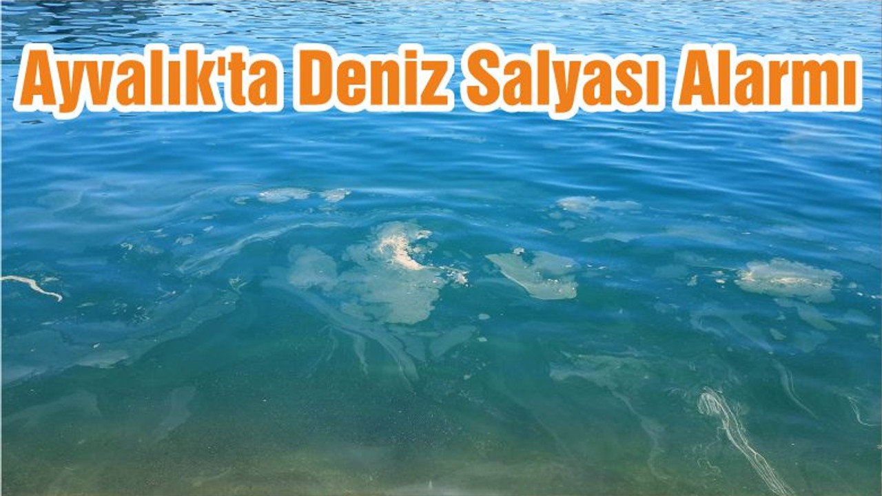 Ayvalık'ta Deniz Salyası Alarmı