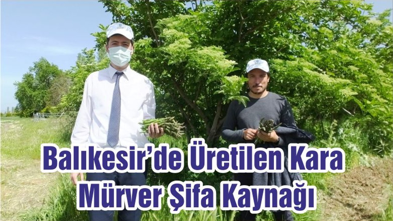 Balıkesir’de Üretilen Kara Mürver Şifa Kaynağı