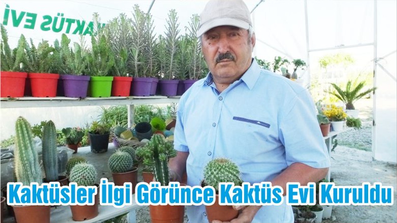 Kaktüsler İlgi Görünce Kaktüs Evi Kuruldu