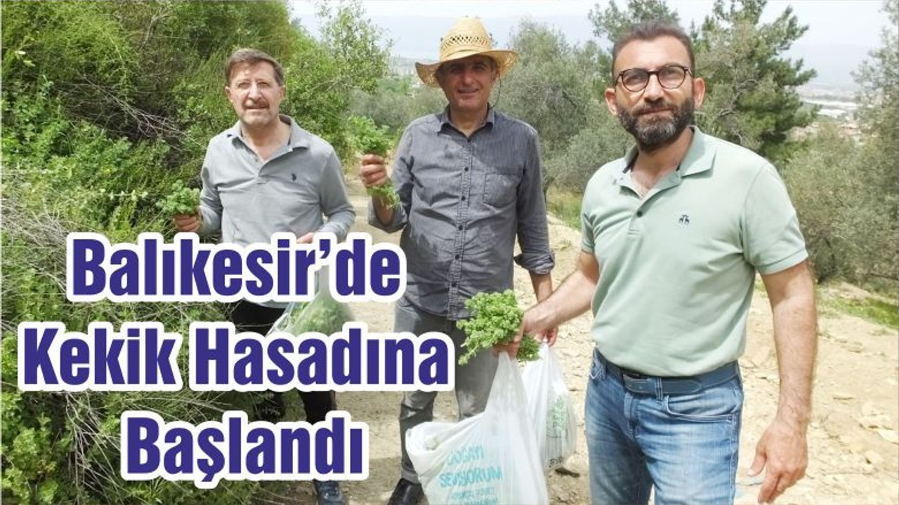 Balıkesir’de Kekik Hasadına Başlandı