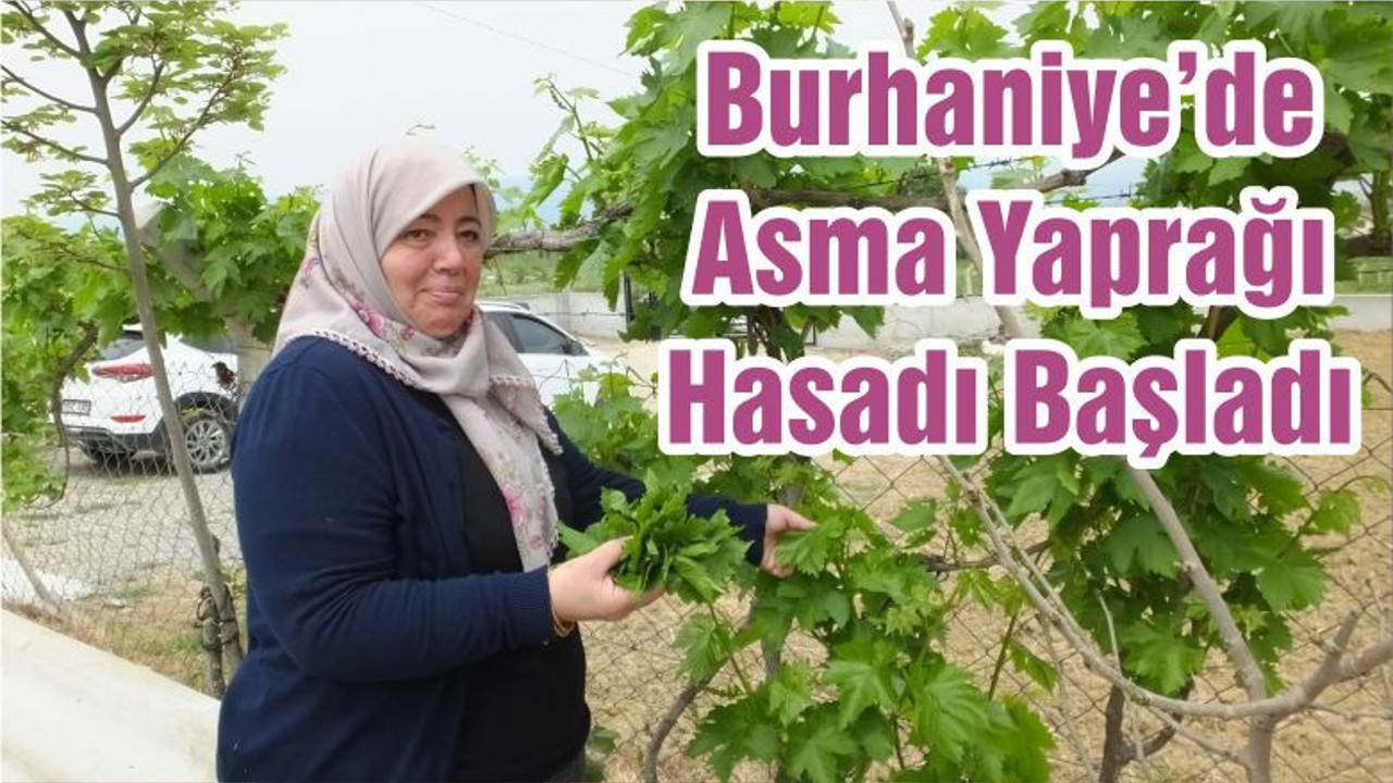 Burhaniye’de Asma Yaprağı Hasadı Başladı