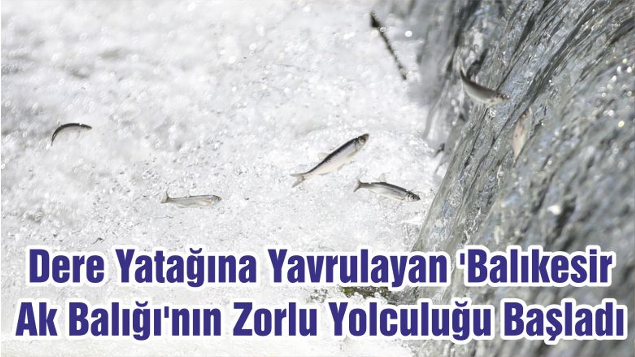 Dere Yatağına Yavrulayan 'Balıkesir Ak Balığı'nın Zorlu Yolculuğu Başladı