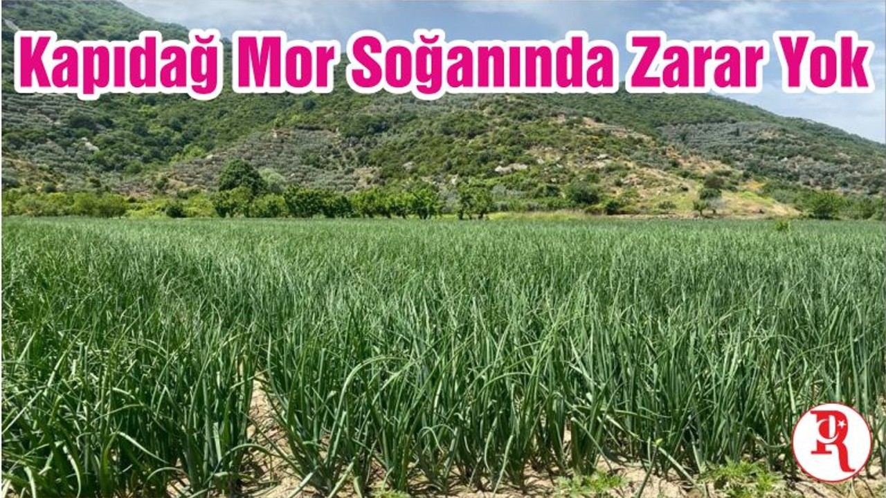 Kapıdağ Mor Soğanında Zarar Yok