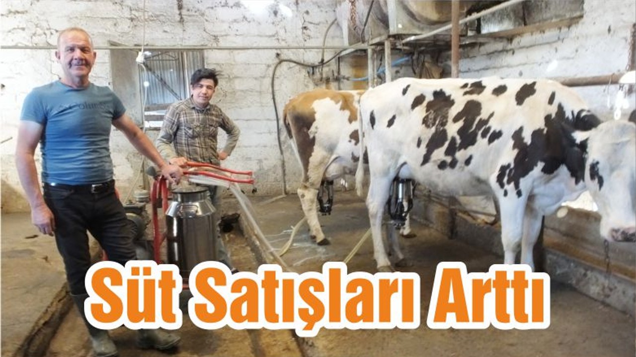 Süt Satışları Arttı