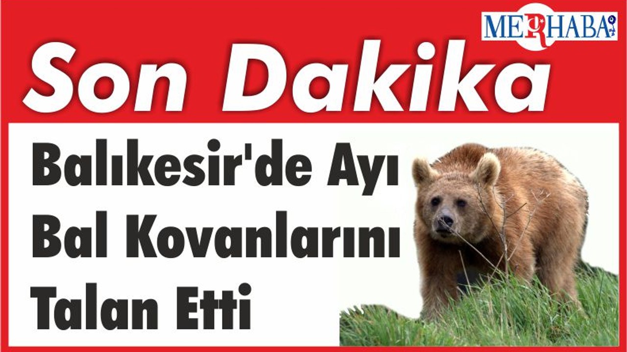 Balıkesir'de Ayı Bal Kovanlarını Talan Etti