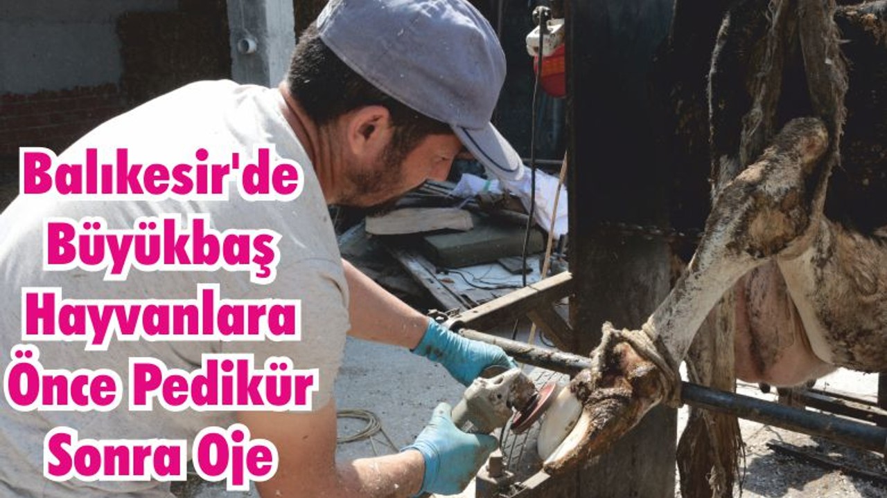 Balıkesir'de Büyükbaş Hayvanlara Önce Pedikür Sonra Oje