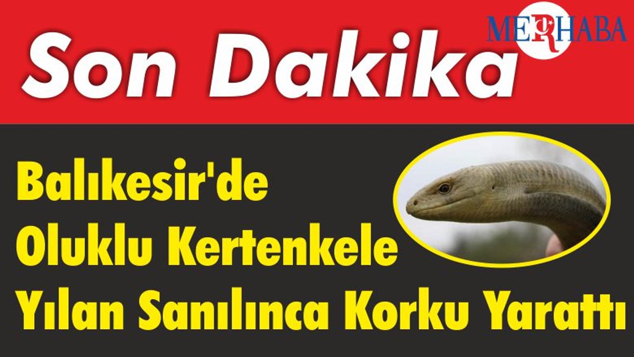 Balıkesir'de Oluklu Kertenkele Yılan Sanılınca Korku Yarattı