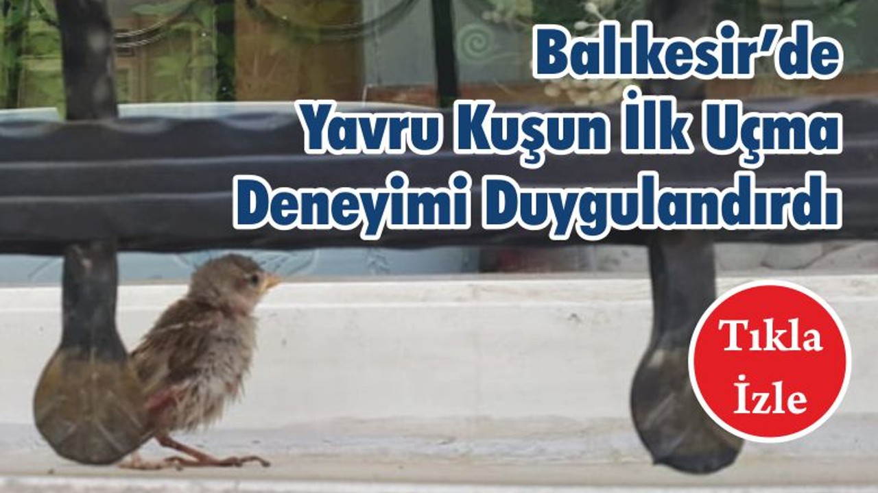 Balıkesir’de Yavru Kuşun İlk Uçma Deneyimi Duygulandırdı