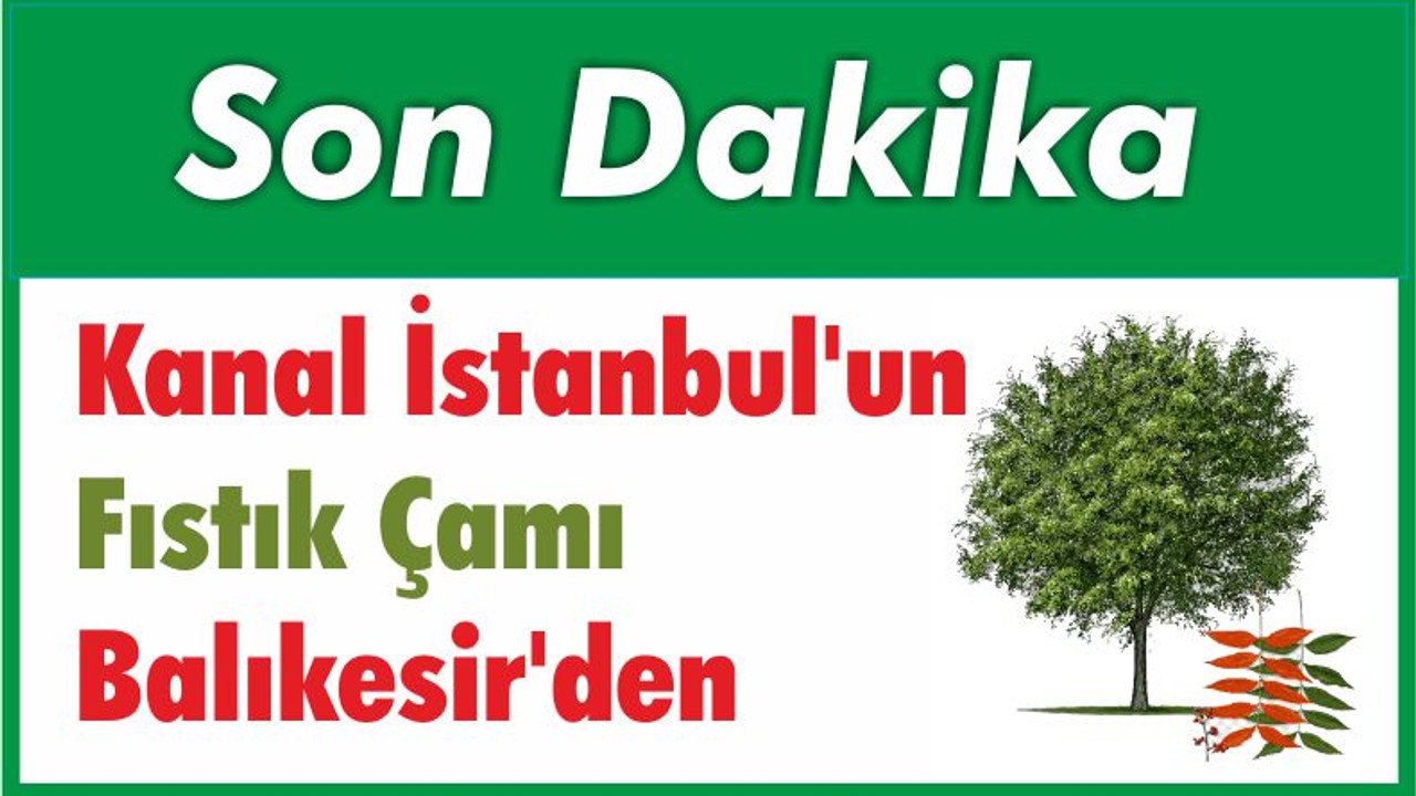 Kanal İstanbul'un Fıstık Çamı Balıkesir'den