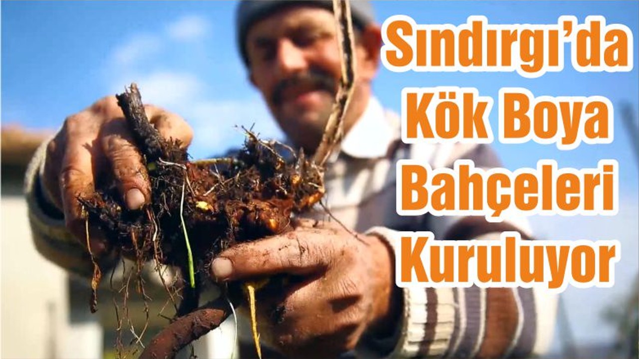 Sındırgı’da Kök Boya Bahçeleri Kuruluyor