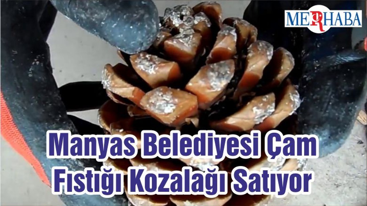 Manyas Belediyesi Çam Fıstığı Kozalağı Satıyor