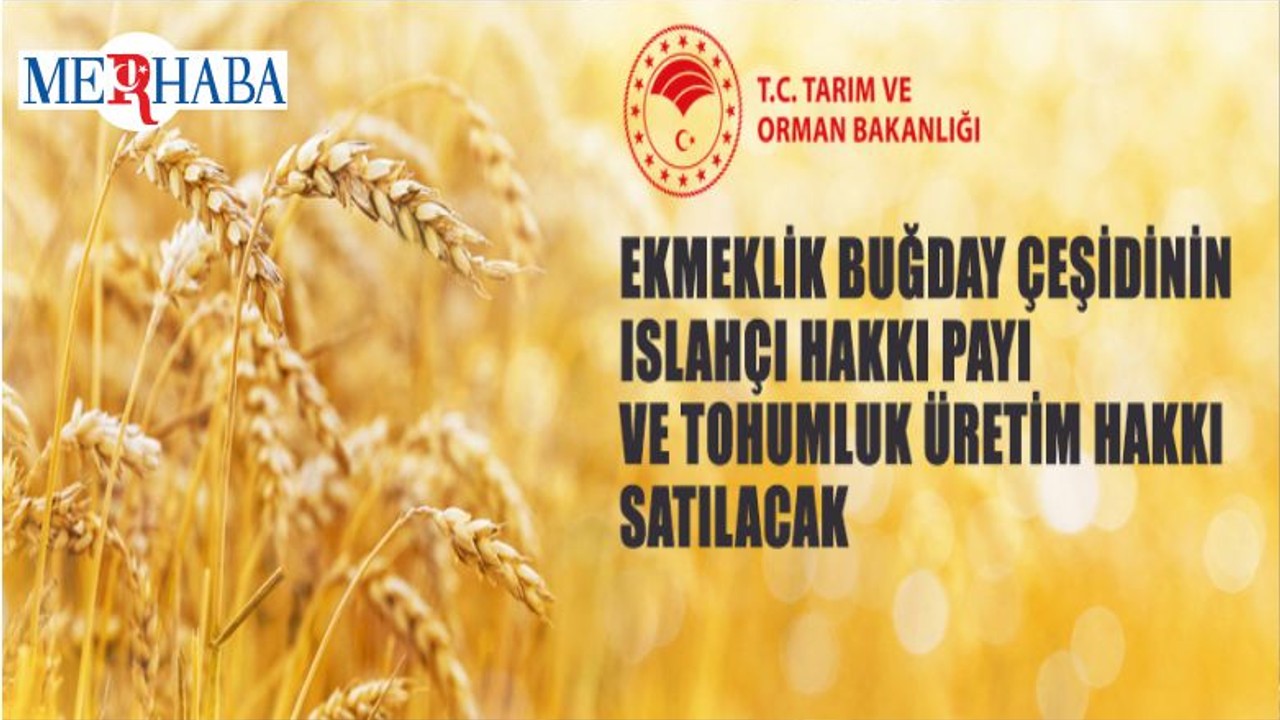 Ekmeklik Buğday Çeşidinin Islahçı Hakkı Payı Ve Tohumluk Üretim Hakkı Satılacak
