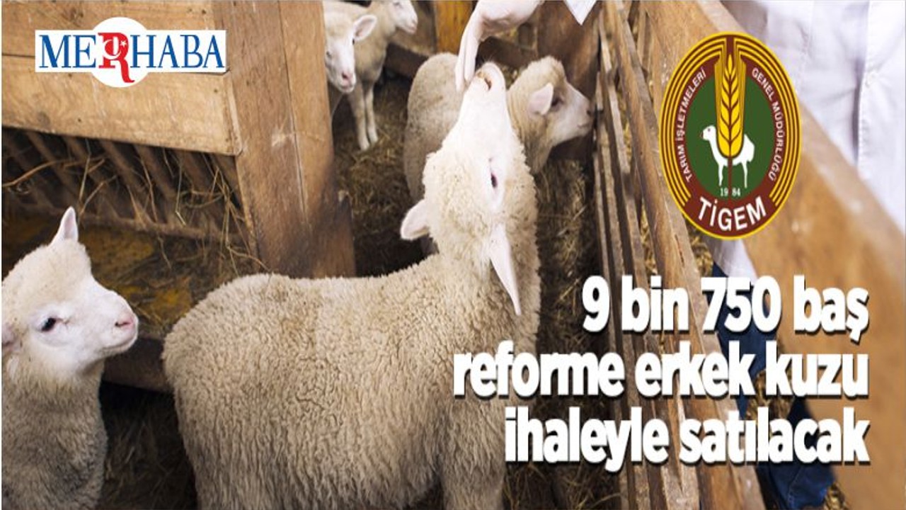 9 Bin 750 Baş Reforme Erkek Kuzu İhaleyle Satılacak