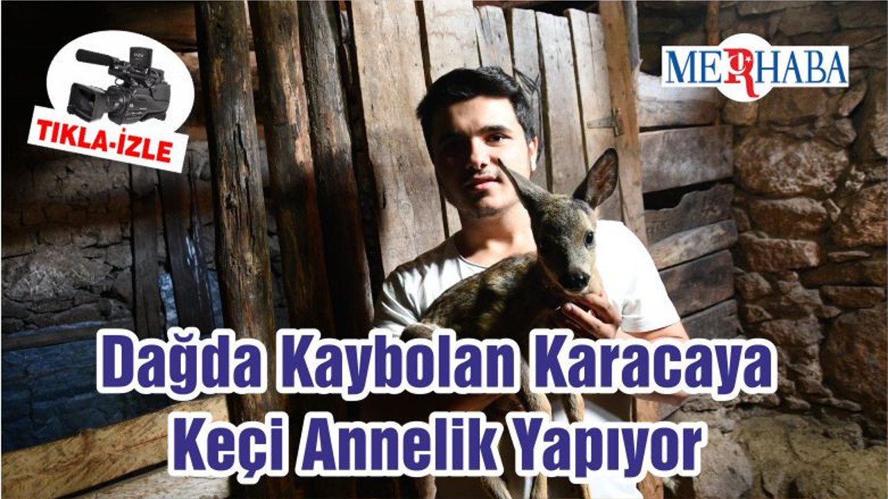 Dağda Kaybolan Karacaya Keçi Annelik Yapıyor