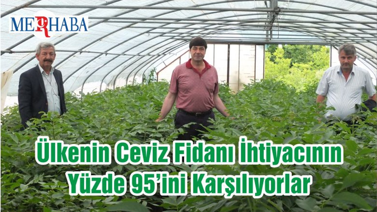 Ülkenin Ceviz Fidanı İhtiyacının Yüzde 95’ini Karşılıyorlar