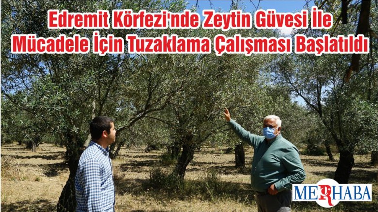 Edremit Körfezi'nde Zeytin Güvesi İle Mücadele İçin Tuzaklama Çalışması Başlatıldı