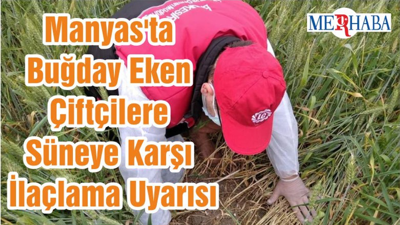 Manyas'ta Buğday Eken Çiftçilere Süneye Karşı İlaçlama Uyarısı