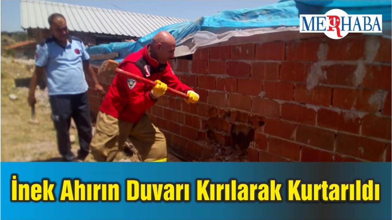 İnek Ahırın Duvarı Kırılarak Kurtarıldı