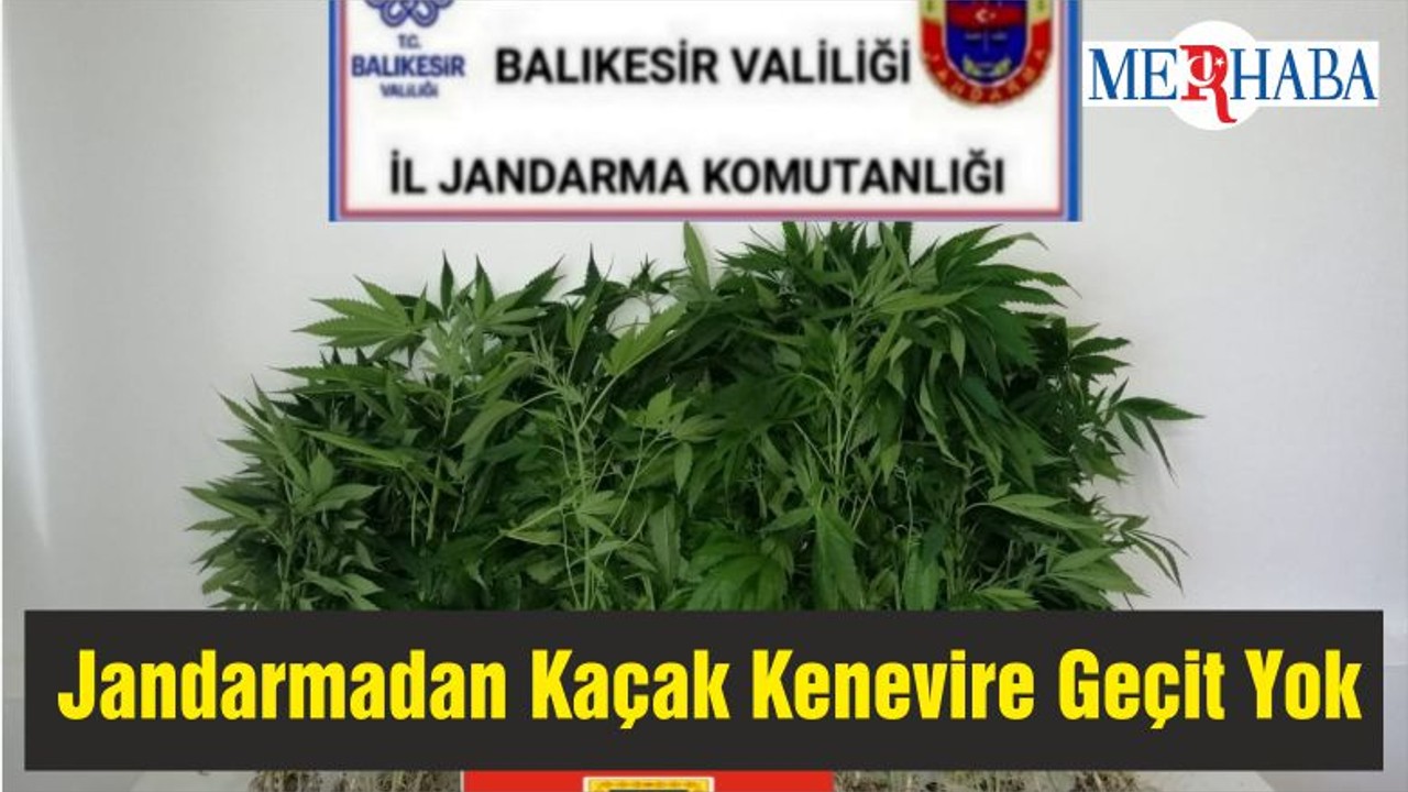 Jandarmadan Kaçak Kenevire Geçit Yok