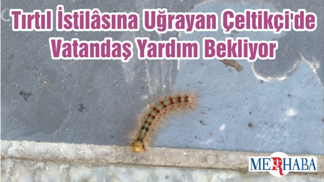 Tırtıl İstilâsına Uğrayan Çeltikçi'de Vatandaş Yardım Bekliyor